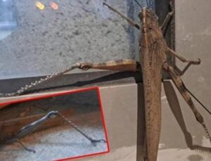 Diyarbakır’da Karşılaşılan Dev &Ccedil;ekirge: 25 Santimetreyle G&ouml;renleri Şaşırttı!