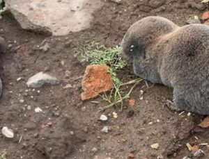 Diyarbakır’da Şaşırtan Keşif: Yer Altındaki Canlının Y&uuml;zeye &Ccedil;ıkma Sebebi Nedir?