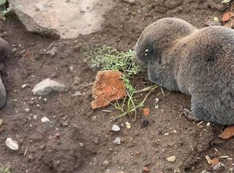 Diyarbakır’da Şaşırtan Keşif: Yer Altındaki Canlının Y&uuml;zeye &Ccedil;ıkma Sebebi Nedir?