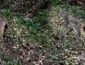 Doğal Hayatın Sırrı: Dağ Yolu &Uuml;zerinde Karşılaşılan Vaşak G&ouml;r&uuml;nt&uuml;leri