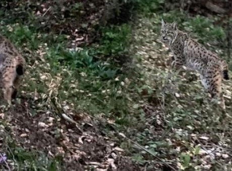 Doğal Hayatın Sırrı: Dağ Yolu &Uuml;zerinde Karşılaşılan Vaşak G&ouml;r&uuml;nt&uuml;leri