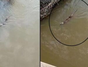 G&ouml;zlerimizi Kandıran Doğa Olayı: Dere Kenarında Su Samuru G&ouml;r&uuml;nt&uuml;lendi!