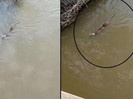 G&ouml;zlerimizi Kandıran Doğa Olayı: Dere Kenarında Su Samuru G&ouml;r&uuml;nt&uuml;lendi!