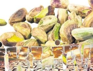 İran’daki Savaşın G&ouml;lgesinde Y&uuml;kselen Fıstık Fiyatları: İklim Krizi İhtiya&ccedil;ları Tehdit Ediyor