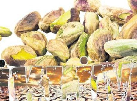 İran’daki Savaşın G&ouml;lgesinde Y&uuml;kselen Fıstık Fiyatları: İklim Krizi İhtiya&ccedil;ları Tehdit Ediyor