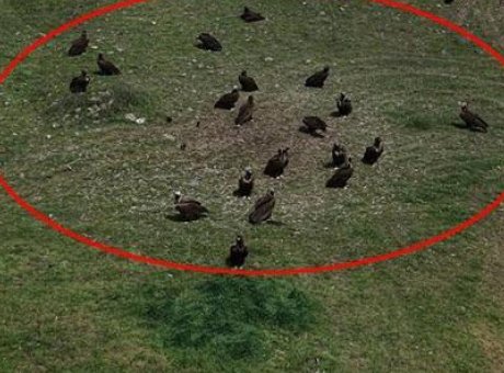 Kara Akbabaların B&uuml;y&uuml;leyici Dansı: T&uuml;rkiye’de Nadir Bir An Yaşandı!