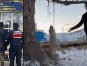 Kayseri’de Şok Eden Hayvan Şiddeti: Bir K&ouml;pek Ağaca Asılarak &Ouml;ld&uuml;r&uuml;ld&uuml;!