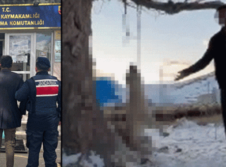 Kayseri’de Şok Eden Hayvan Şiddeti: Bir K&ouml;pek Ağaca Asılarak &Ouml;ld&uuml;r&uuml;ld&uuml;!