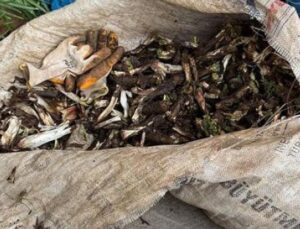 Kenger Bitkisi: Doğanın Hazinesi, Kilosu 250 Lira!