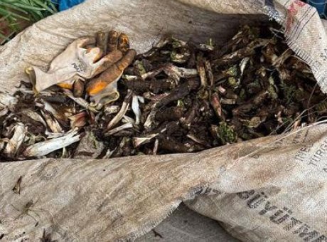 Kenger Bitkisi: Doğanın Hazinesi, Kilosu 250 Lira!