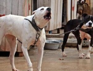 K&ouml;pek Saldırısında Rekor Tazminat: Ameliyatlı Hayat Değişimi