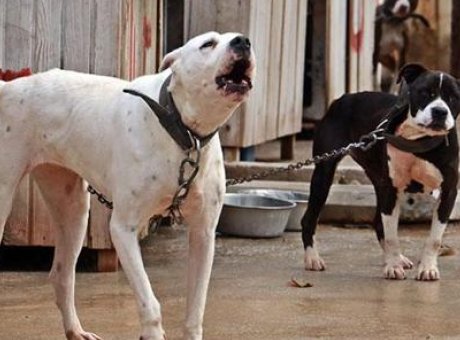 K&ouml;pek Saldırısında Rekor Tazminat: Ameliyatlı Hayat Değişimi