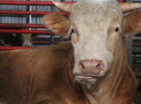 Kurban Bayramı’na &Ouml;zel: 950 Bin TL Değerindeki Dev Tosun Neden G&ouml;z Dolduruyor?