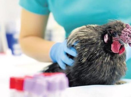 Kuş Gribi Alarmı: T&uuml;rkiye’de Acil &Ouml;nlemler ve Denetimler Artıyor