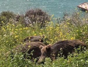 Kuşadası’nda Yaban Domuzları Şehir Merkezine İndi: Doğal Seleksiyon Tehlikede!
