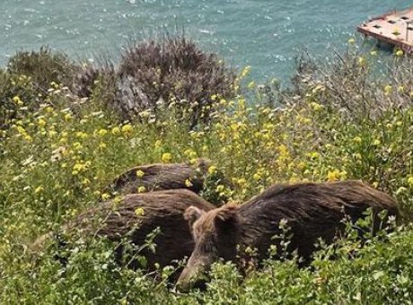 Kuşadası’nda Yaban Domuzları Şehir Merkezine İndi: Doğal Seleksiyon Tehlikede!
