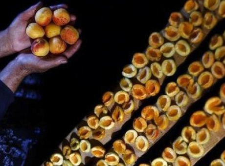 Malatya’nın Kuru Kayısı İhracatı: 2023’te 66 Milyon Dolar Kazandırdı!