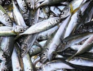 Rize&rsquo;de İstavrit Fiyatları Şaşırtıyor: 200 Lira ile Pazarda Rekor Kırıyor!