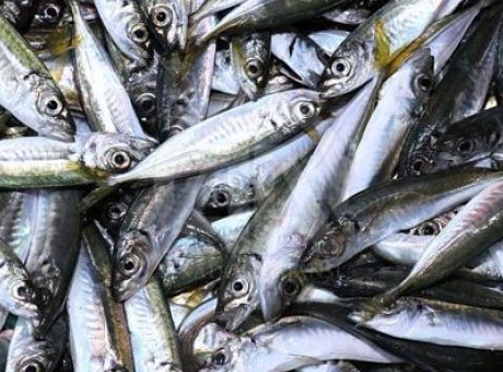 Rize&rsquo;de İstavrit Fiyatları Şaşırtıyor: 200 Lira ile Pazarda Rekor Kırıyor!