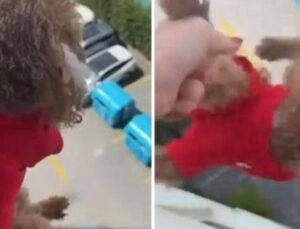 Sokaklar Şokta! Başakşehir’de K&ouml;peğini Tehdit Eden Kadının Olayı Sosyal Medyayı Kızdırdı