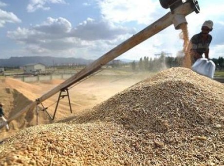 TMO’nun Yeni Hasat Sezonu Stratejisi: Fiyat Artışı Yok, Stoklar Y&uuml;ksek!