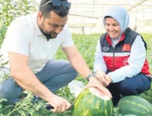 Turfanda Karpuzlar Tezgahta: Aksu’da İlk Hasat Sevinci