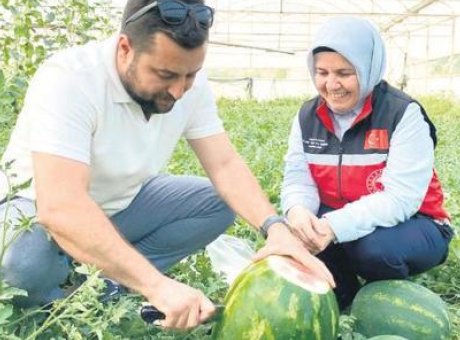 Turfanda Karpuzlar Tezgahta: Aksu’da İlk Hasat Sevinci