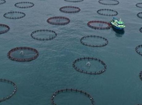 T&uuml;rk Somonu İhracatı Rekor Kırdı: 91 Milyon Dolar Sınırını Aştı!