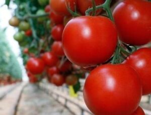 T&uuml;rkiye’nin Domates İhracatı Y&uuml;kselişte: İlk &Ccedil;eyrekte 180 Milyon Dolar!
