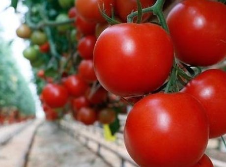 T&uuml;rkiye’nin Domates İhracatı Y&uuml;kselişte: İlk &Ccedil;eyrekte 180 Milyon Dolar!