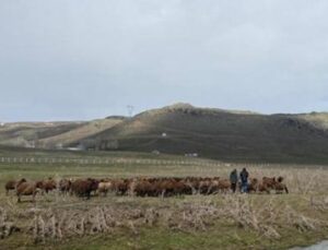 Y&uuml;ksek Maaşlı &Ccedil;oban İlanlarına Rağmen: Gen&ccedil;ler Neden Bu Mesleği Tercih Etmiyor?