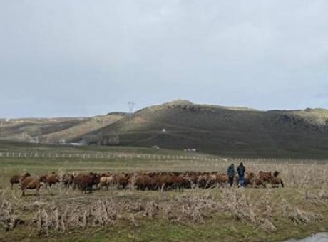Y&uuml;ksek Maaşlı &Ccedil;oban İlanlarına Rağmen: Gen&ccedil;ler Neden Bu Mesleği Tercih Etmiyor?