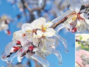 Zirai Don Tehdidi: &Ccedil;ift&ccedil;ileri Bekleyen Kayıpları &Ouml;nlemek İ&ccedil;in Alınacak &Ouml;nlemler