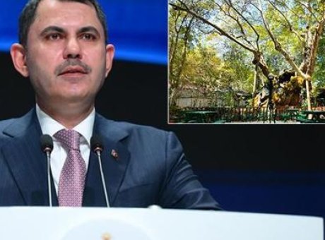 854 Yıllık Anıt Ağa&ccedil;: Doğanın Tanığı ve Koruma Altında