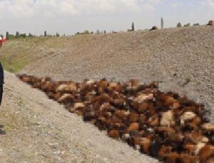 Arı Saldırısı Hayvan S&uuml;r&uuml;de Cani İzdihama Yol A&ccedil;tı: 400 Koyun Telef Oldu