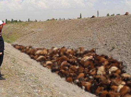 Arı Saldırısı Hayvan S&uuml;r&uuml;de Cani İzdihama Yol A&ccedil;tı: 400 Koyun Telef Oldu