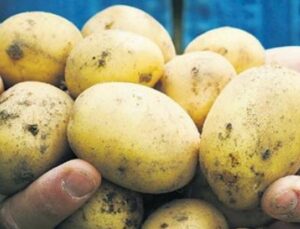 Avrupa’nın Patates Krizi: Fiyatlar 700% Arttı, Gelecek Tehlikede!