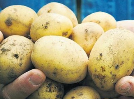 Avrupa’nın Patates Krizi: Fiyatlar 700% Arttı, Gelecek Tehlikede!