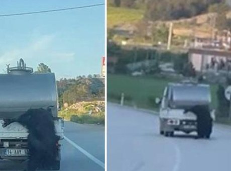 Bolu’da Şok Olay: Kurbanlık Hayvan Kamyonetin Kasa Kenarında Taşındı!