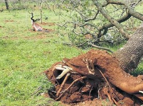 Fıstık Hasadında Tarihi Felaket: Y&uuml;ksek Rekolte Beklentisi Yok Oldu