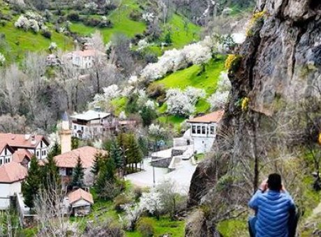 G&uuml;m&uuml;şhane’de Doğanın B&uuml;y&uuml;s&uuml;: Taşlardan Fışkıran Dolama &Ccedil;i&ccedil;ekleri