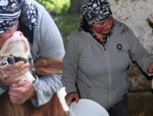 G&uuml;rcistan’dan Erzincan’a Hayvansever Gelin: Nino Eroğlu’nun Başarı Hikayesi
