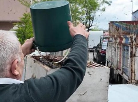 İstanbul’un Merkezinde Doğa Şovu: Arı Kolonisi Mahalleyi B&uuml;y&uuml;ledi!