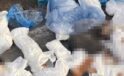 İzmir’deki Şok Tavşan Vahşeti: 33 &Ouml;l&uuml; Kedi ve Veterinere İtiraz!