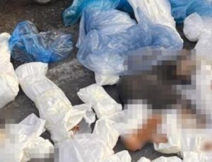 İzmir’deki Şok Tavşan Vahşeti: 33 &Ouml;l&uuml; Kedi ve Veterinere İtiraz!