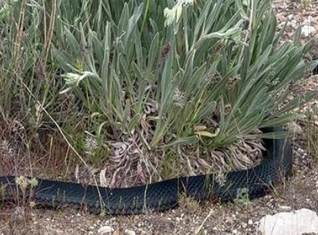 Kırsalda Şok Edici Karşılaşma: 2 Metrelik Kara Yılan G&ouml;r&uuml;nt&uuml;lendi!