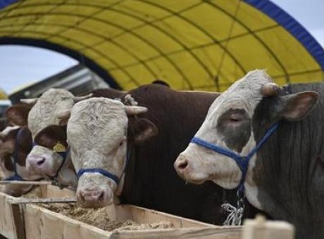 Kurban Bayramı’nda Doğru Kesim İ&ccedil;in Bilmeniz Gereken 10 Şey