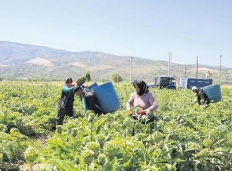 Su Kıtlığı ile M&uuml;cadelede Tarımda D&ouml;n&uuml;ş&uuml;m: Verimli Kullanımın &Ouml;nemi