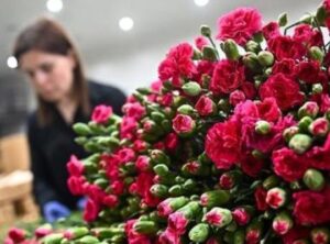 T&uuml;rkiye'den 35 &Uuml;lkeye 80 Milyon &Ccedil;i&ccedil;ek: Anneler G&uuml;n&uuml;'nde Rekor İhracat