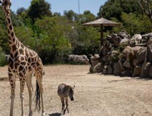 Yavru Zebra “G&ouml;zde”, Z&uuml;rafalarla Kurduğu Dostlukla Konuşuluyor!